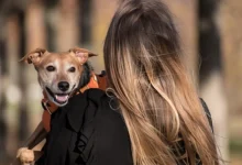 Pets Happy and Healthy