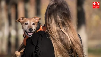 Pets Happy and Healthy