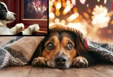 Pets Safe From Noise This Festive Season