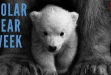 Polar Bear Week