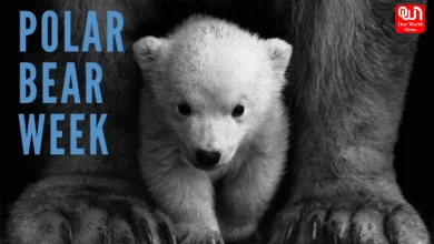 Polar Bear Week