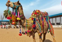 Pushkar Camel Fair Pushkar
