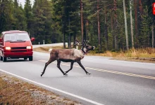 World Animal Road Accident Awareness Day