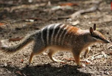 World Numbat Day 2025