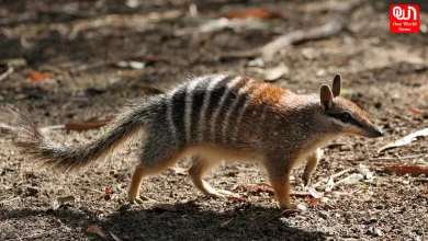 World Numbat Day 2025