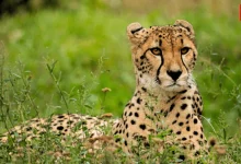 International Cheetah Day