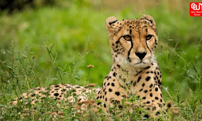 International Cheetah Day