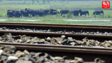 8 Elephants Killed, Rajdhani Express In Assam