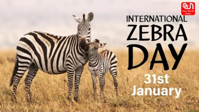 International Zebra Day 2026