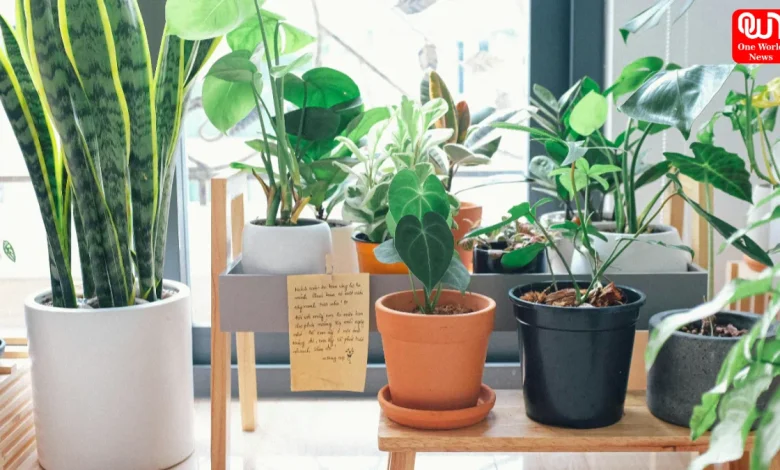 Lucky Plants For Your Entrance