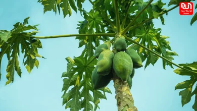 Papaya Leaf