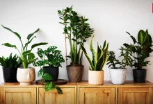 Vastu Plants