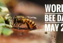 World Bee Day 2026