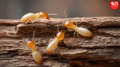 Protect Wooden Furniture From Termites