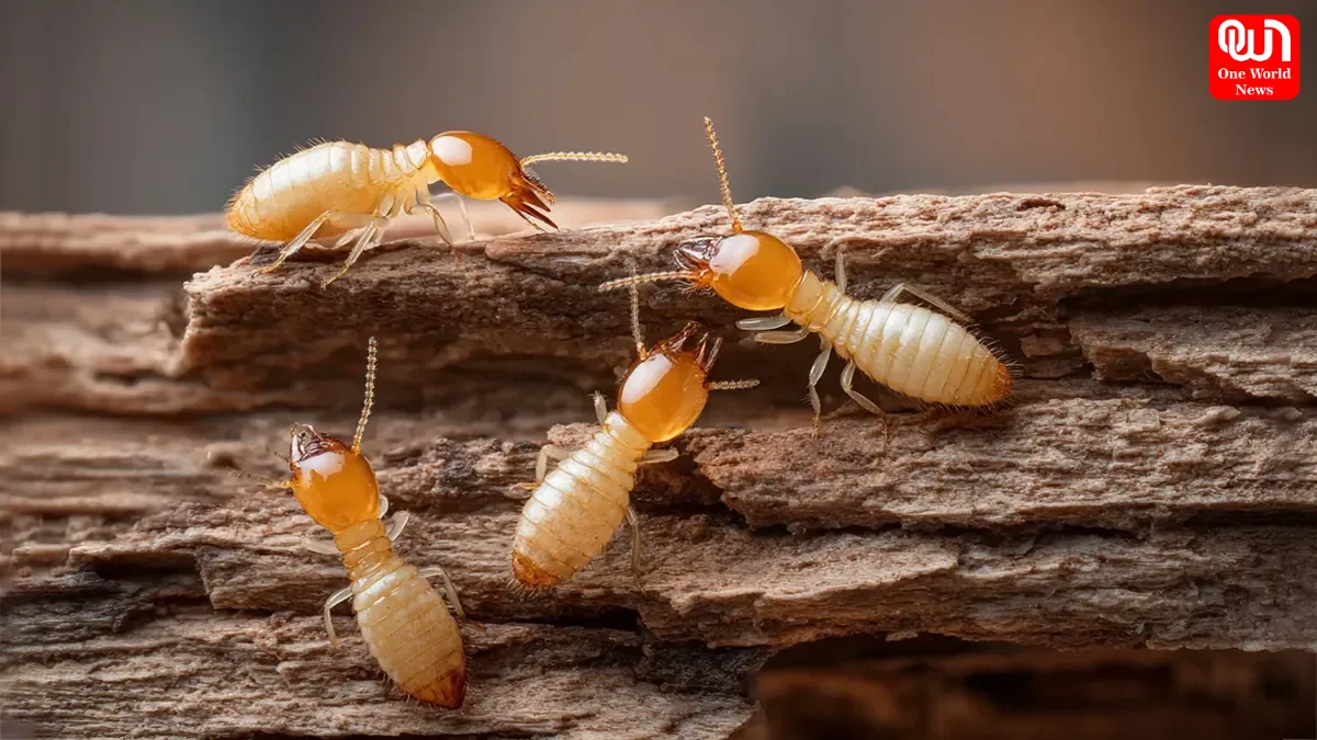 Protect Wooden Furniture From Termites