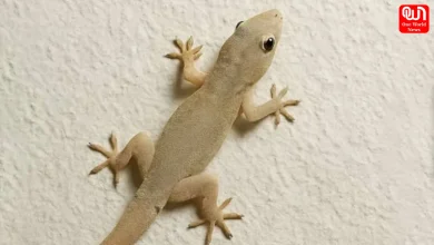 Lizards